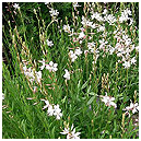 Gaura